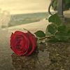 malik.g48445