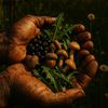 Forgotten Foods