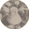koya_loves_ducks