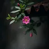 🎼 Nhạc...