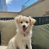 dutchietherescuedog