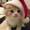 Funny cat