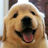 omg.s.dug