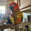 cheekyconure