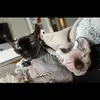 yoda_leia_thesphynxcats