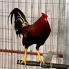 gatreviet4