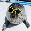 sealflipper