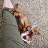 autumn.mini.doxie