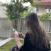 🕊️