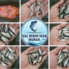 BENIH IKAN MURAH