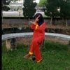 amel_bae157_