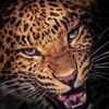 imanem054