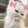hon9yaa