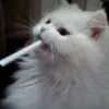 食べて寝る