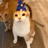 codyisbestcat