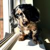 princessthedoxie