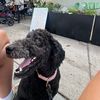 thepoodlelouie