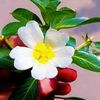 anika.islam0934
