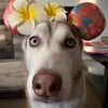 Petmoments09