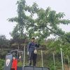Giang Nông Nghiệp Hàn Quốc🇰🇷