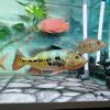 jasen_aquatic