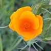 bayblooms0