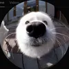 DoggoCant