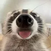 raccoon_moa