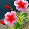 md.aroj.khan7