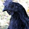 jago.cemani2