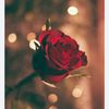 fatimahchaudhary75