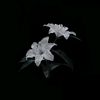 haon_48