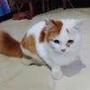 aku.apa65