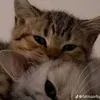 zzu0v