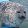 yochantokkariseal