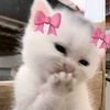 cupcakiecs_