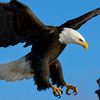 .the.aigle