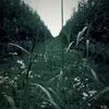 damir_007856