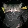 jamiledossantosta