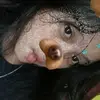 rawrrr_23.0