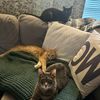 CatBrotherz