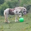 llama.sal