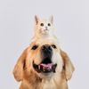 petthings.fun