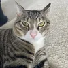 milocat75