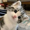 mibscuttie728
