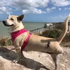 balidog_peanut