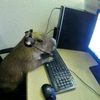 capybara.steal.a