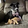 tuxsadietails