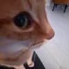 jos3_anselm0