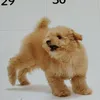 pudoru27